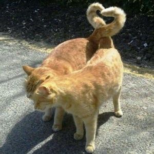 Meet your Posher, josh